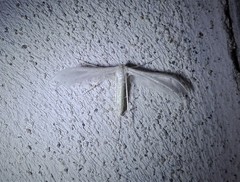 Pterophorus pentadactyla