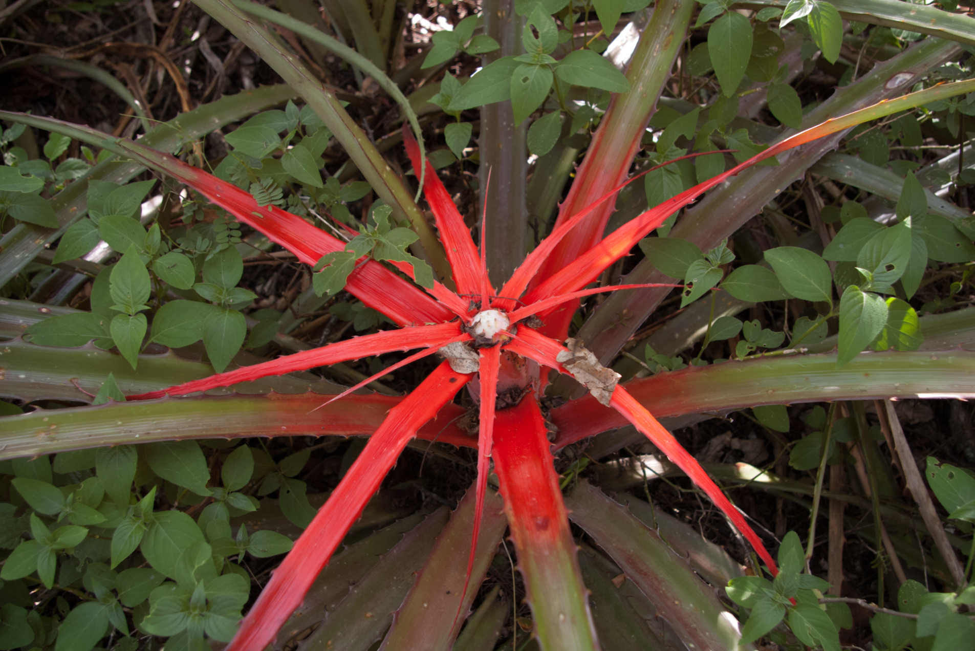 Bromelia Serra