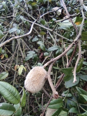 Actinidia eriantha