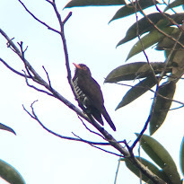 Chrysococcyx xanthorhynchus