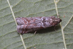 Laodamia faecella