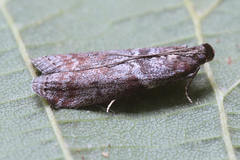 Laodamia faecella