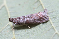 Laodamia faecella
