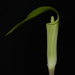 Small Jack-in-the-Pulpit - Photo (c) Brian Finzel, some rights reserved (CC BY-SA), uploaded by Brian Finzel