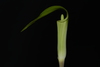 Small Jack-in-the-Pulpit - Photo (c) Brian Finzel, some rights reserved (CC BY-SA), uploaded by Brian Finzel