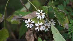 Asteroideae