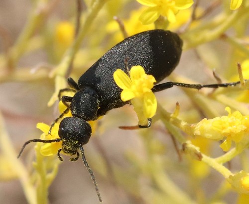 Black blister beetle