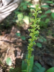 Platanthera flava flava