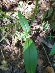 Platanthera flava flava