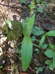 Platanthera flava flava