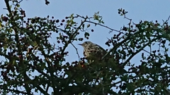 Turdus viscivorus