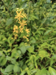 Agrimonia pilosa