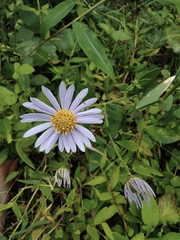 Aster indicus