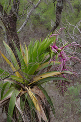 Tillandsia australis