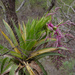 Tillandsia australis - Photo (c) Martin Lowry, μερικά δικαιώματα διατηρούνται (CC BY-NC), uploaded by Martin Lowry