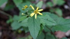 Asteroideae