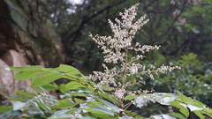 Rhus javanica