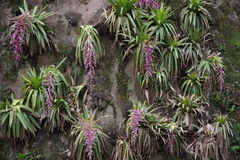 Tillandsia australis