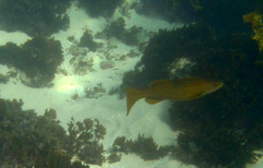 Olisthops cyanomelas