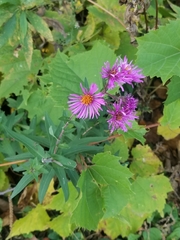 Symphyotrichum novae-angliae