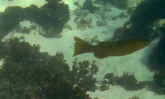 Olisthops cyanomelas