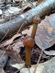 Tolypocladium longisegmentatum