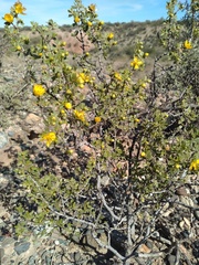 Larrea cuneifolia