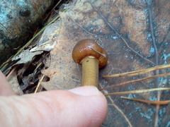 Tolypocladium longisegmentatum