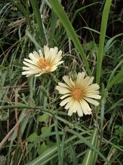 Lactuca indica