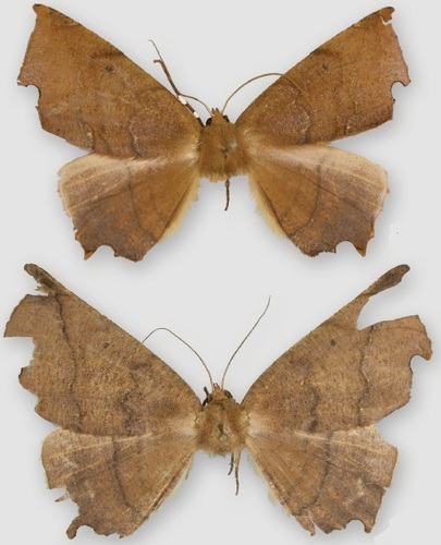 Phyllodonta alajuela