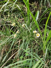 Lactuca indica