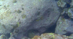 Trachinops taeniatus