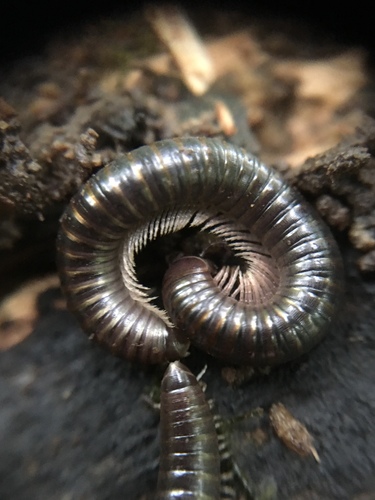 Cylindroiulus londinensis