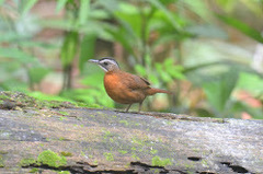 Pellorneum capistratum