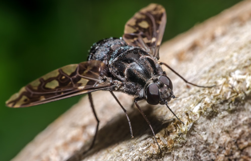 Tiger Bee Fly, photo 2 of 9
