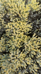 Helichrysum benthamii