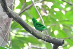 Calyptomena viridis