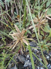 Cyperus glomeratus
