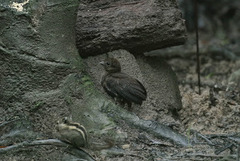 Polyplectron inopinatum