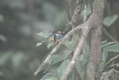 Alcedo peninsulae