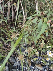 Cyperus glomeratus