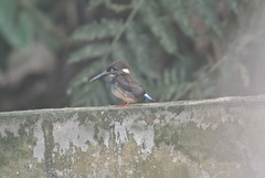 Alcedo peninsulae