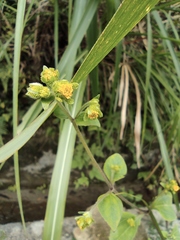 Sigesbeckia pubescens
