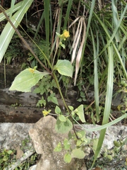 Sigesbeckia pubescens