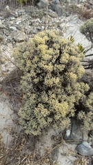 Helichrysum benthamii