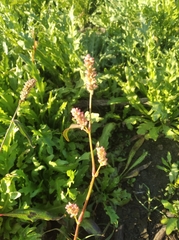 Persicaria tomentosa