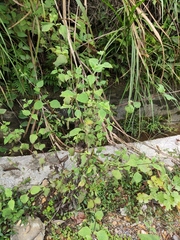 Sigesbeckia pubescens