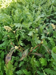 Persicaria tomentosa