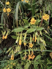 Crepidiastrum denticulatum