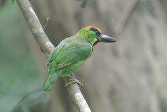 Psilopogon mystacophanos